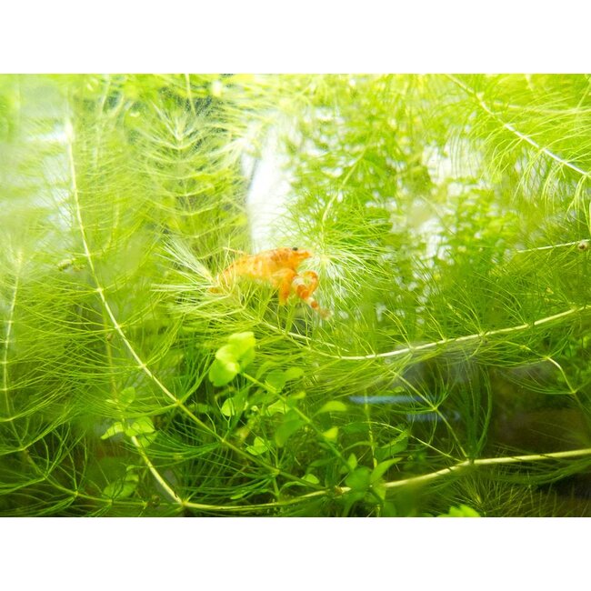 Oranje Dwergkreeft - Cambarellus Patzcuarensis Orange