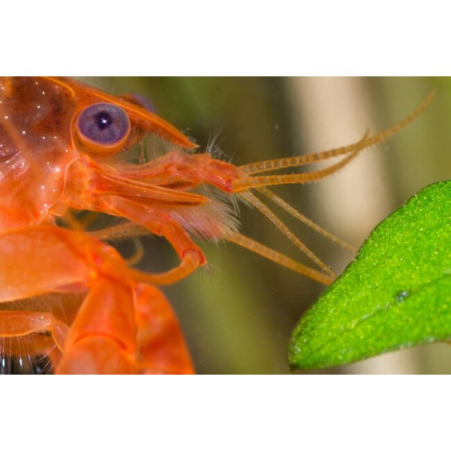 Oranje Dwergkreeft - Cambarellus Patzcuarensis Orange