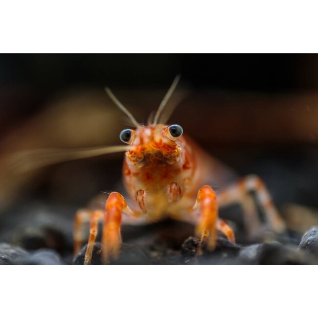 Oranje Dwergkreeft - Cambarellus Patzcuarensis Orange