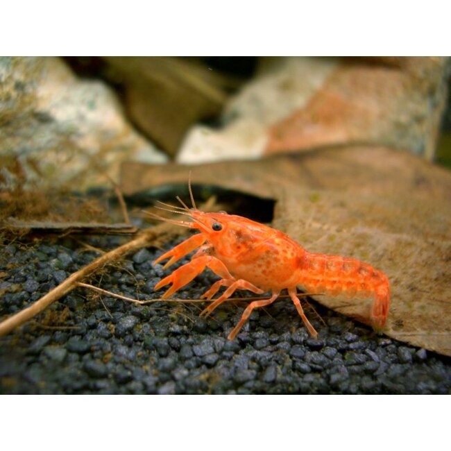 Oranje Dwergkreeft - Cambarellus Patzcuarensis Orange