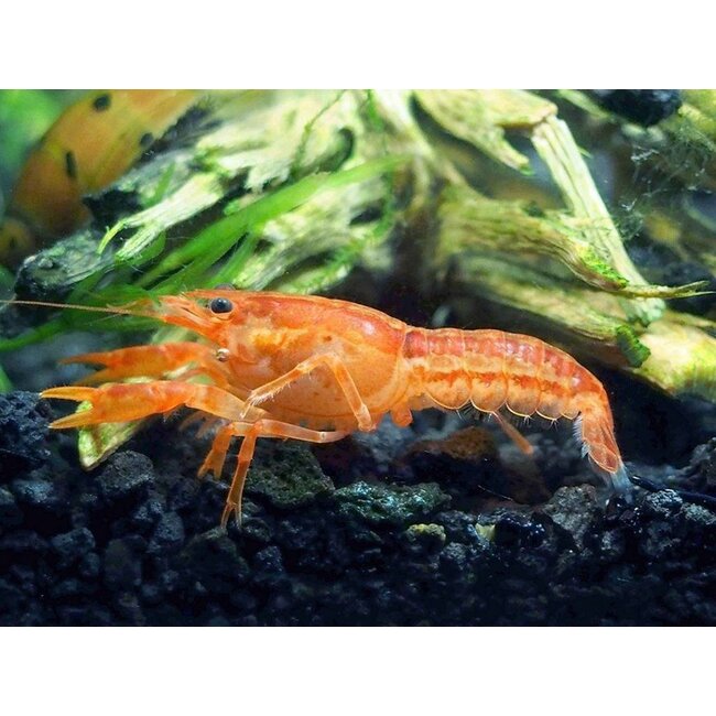 Oranje Dwergkreeft - Cambarellus Patzcuarensis Orange