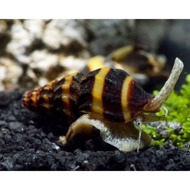 Slaketende Slak - Anentome Helena