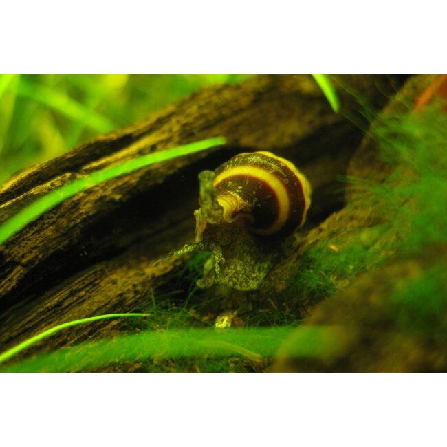 Slaketende Slak - Anentome Helena