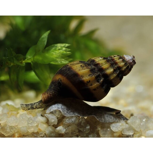 Slaketende Slak - Anentome Helena