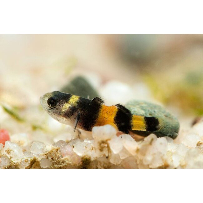 Bijtje - Brachygobius Xanthozona