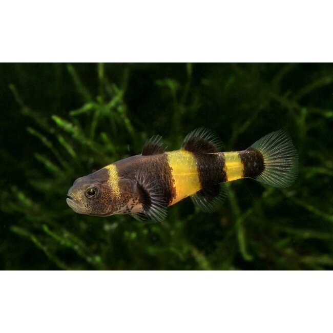 Bijtje - Brachygobius Xanthozona