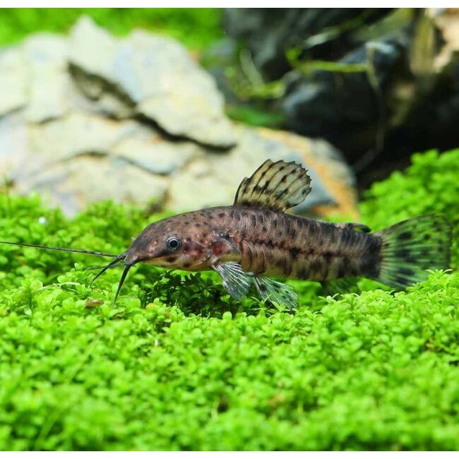 Kwi Kwi - Hoplosternum Thoracatum