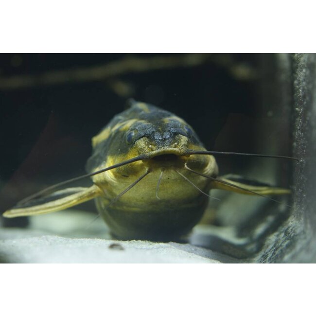 Doornmeerval - Platydoras Dentatus