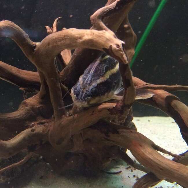 Doornmeerval - Platydoras Dentatus