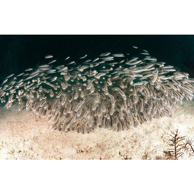 Doornmeerval - Platydoras Dentatus