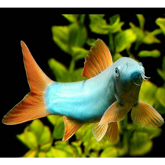 Botia Modesta - Roodstaartbotia