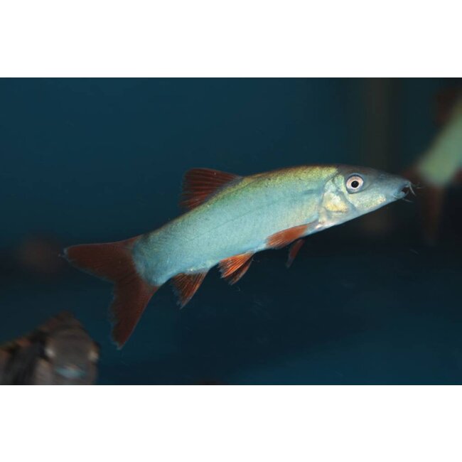 Botia Modesta - Roodstaartbotia