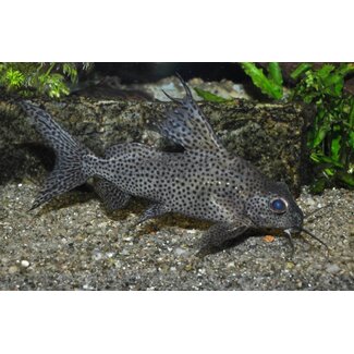 Synodontis Velifer