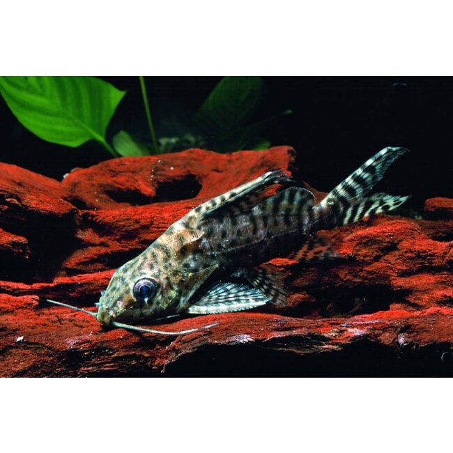 Synodontis Velifer