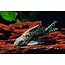 Synodontis Velifer