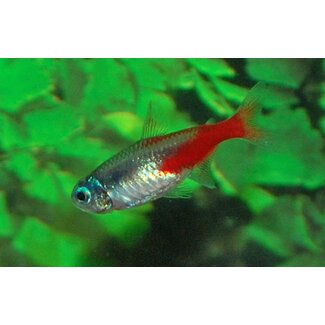 Neon Tetra (Diamond)