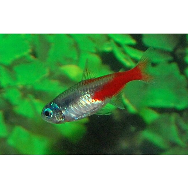 Neon Tetra Diamant - Paracheirodon Innesi Diamond