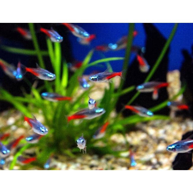 Neon Tetra Diamant - Paracheirodon Innesi Diamond