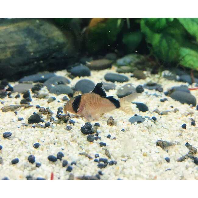 Corydoras Metae