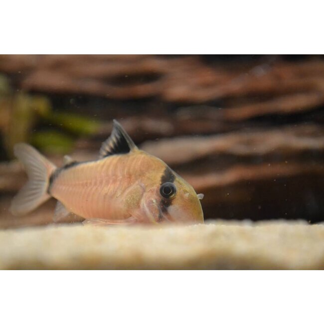 Corydoras Metae