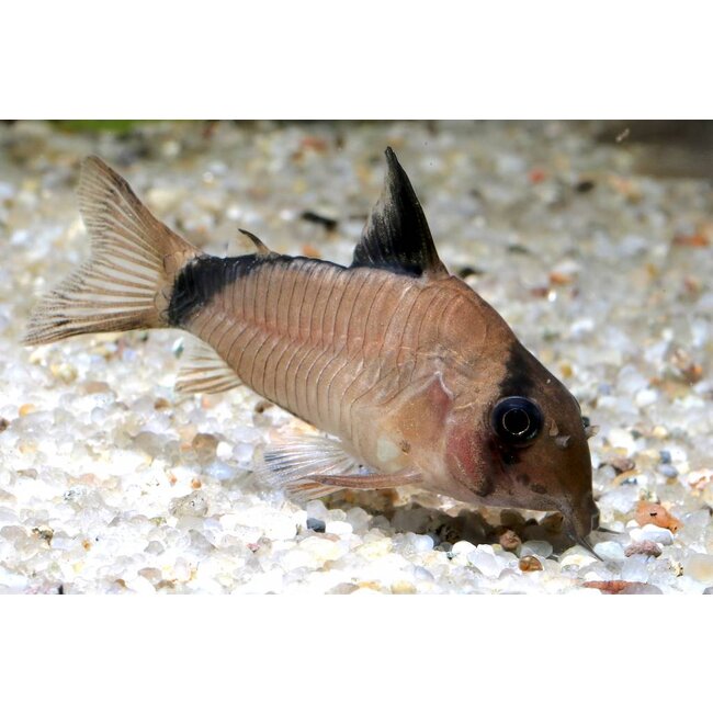 Corydoras Metae
