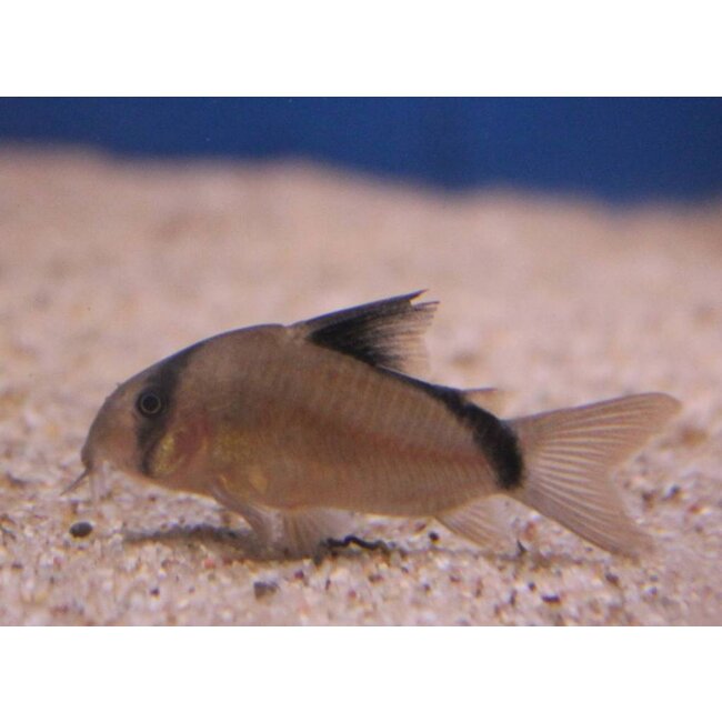 Corydoras Metae