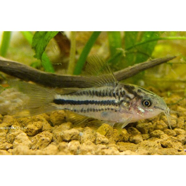 Corydoras Nanus