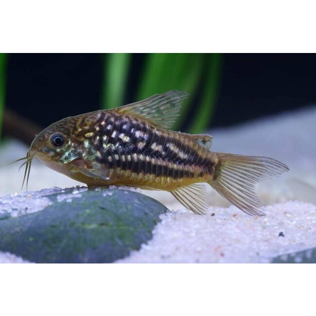 Corydoras Nanus