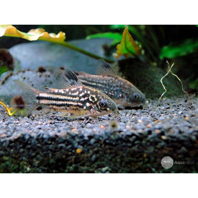 Corydoras Nanus