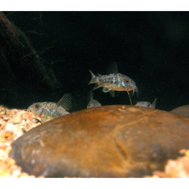 Corydoras Paleatus