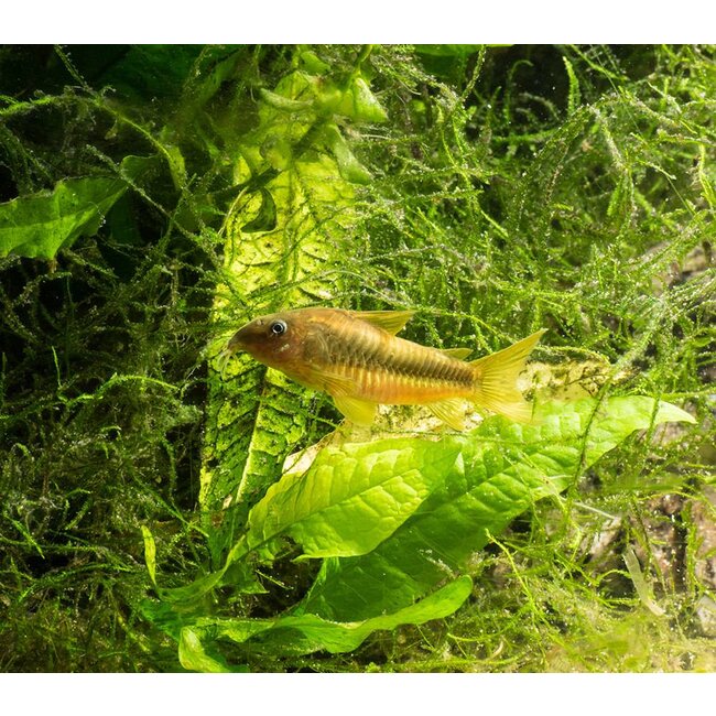 Corydoras Gold Laser - Corydoras Peru