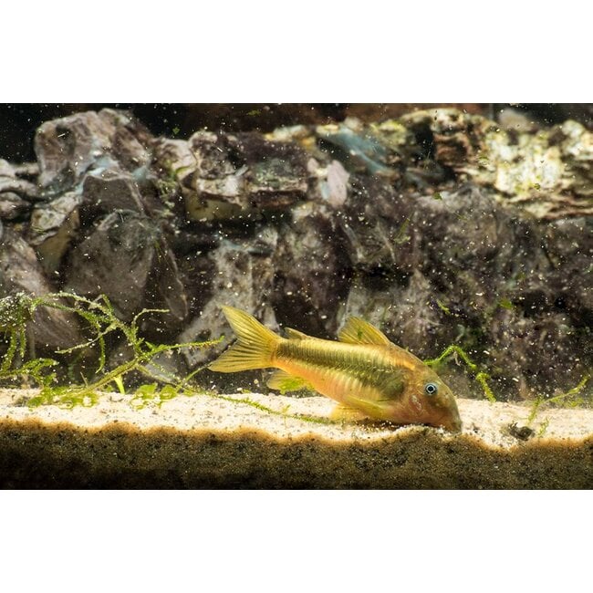 Corydoras Gold Laser - Corydoras Peru