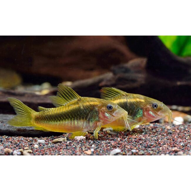 Corydoras Gold Laser - Corydoras Peru
