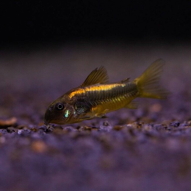 Corydoras Gold Laser - Corydoras Peru