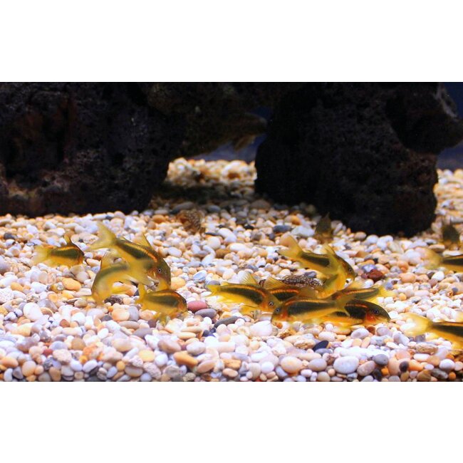 Corydoras Gold Laser - Corydoras Peru