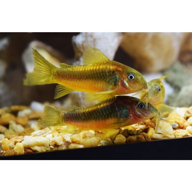 Corydoras Gold Laser - Corydoras Peru