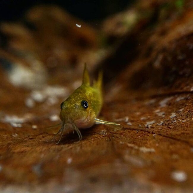 Corydoras Green Laser - Corydoras Peru