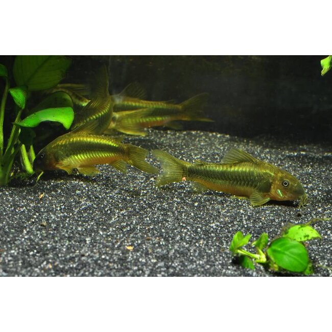 Corydoras Green Laser - Corydoras Peru