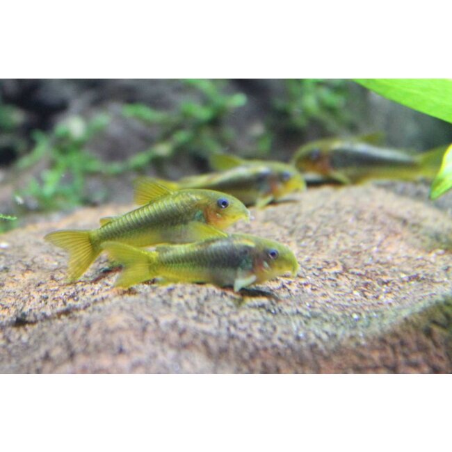Corydoras Green Laser - Corydoras Peru