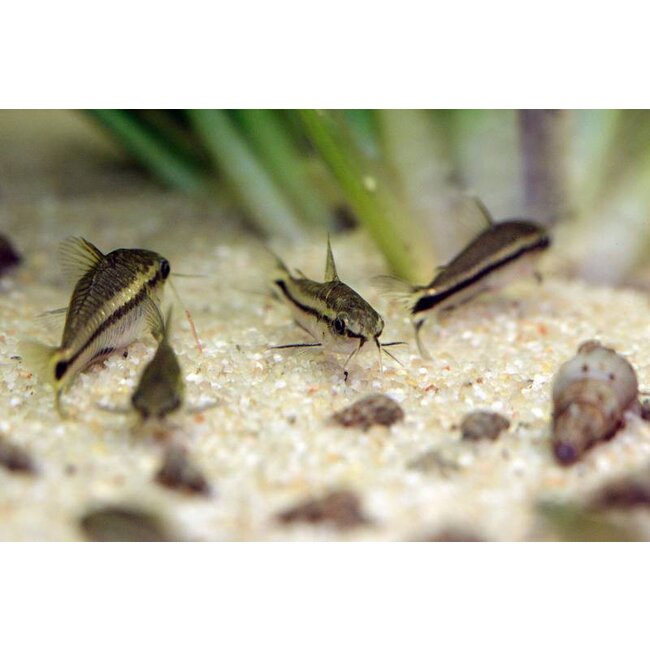 Corydoras Pygmaeus