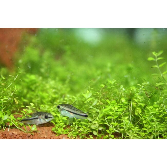 Corydoras Pygmaeus