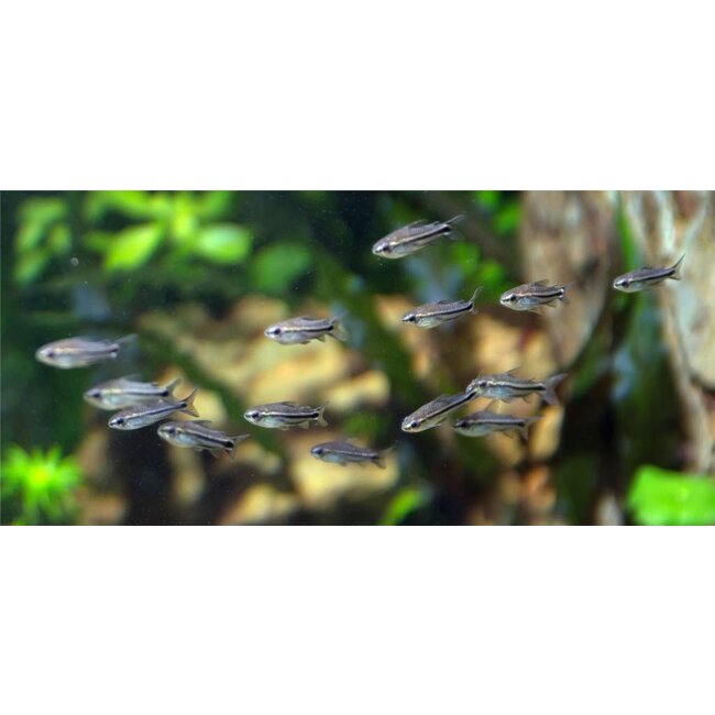 Corydoras Pygmaeus