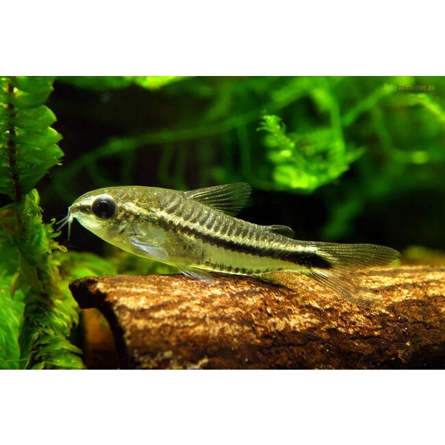 Corydoras Pygmaeus