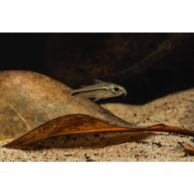 Corydoras Pygmaeus