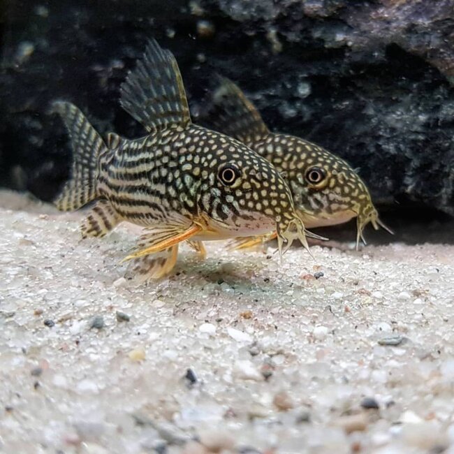 Corydoras Sterbai