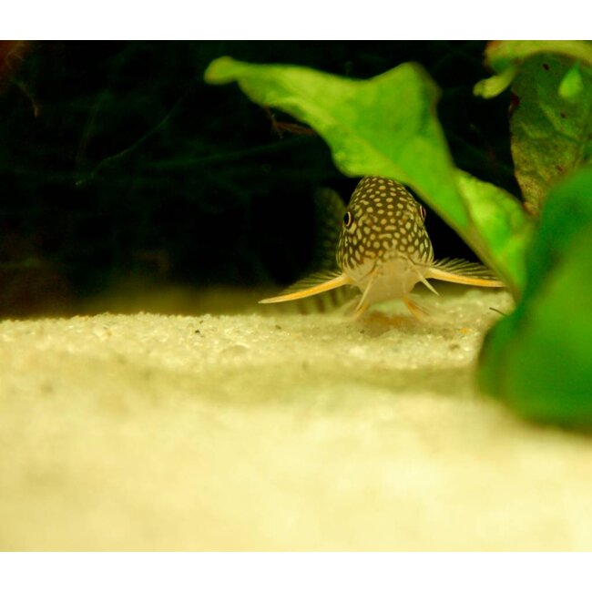 Corydoras Sterbai