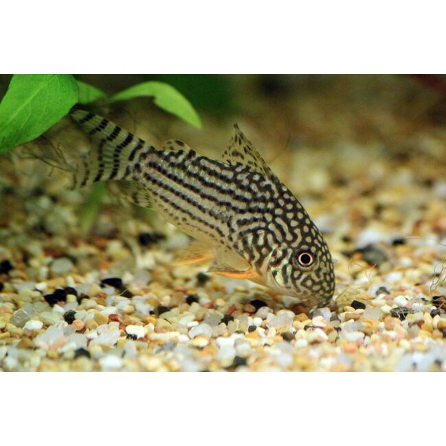 Corydoras Sterbai