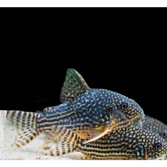 Corydoras Sterbai