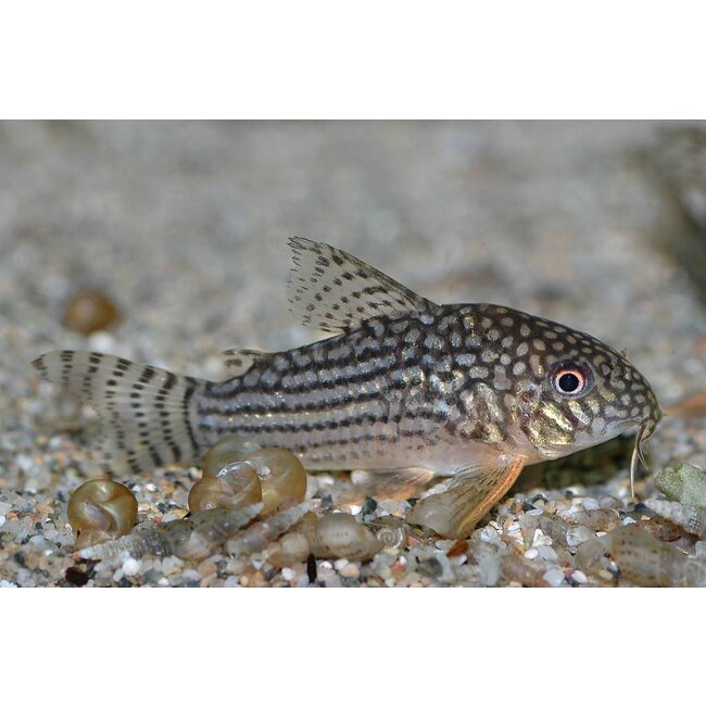 Corydoras Sterbai