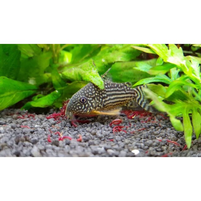 Corydoras Sterbai